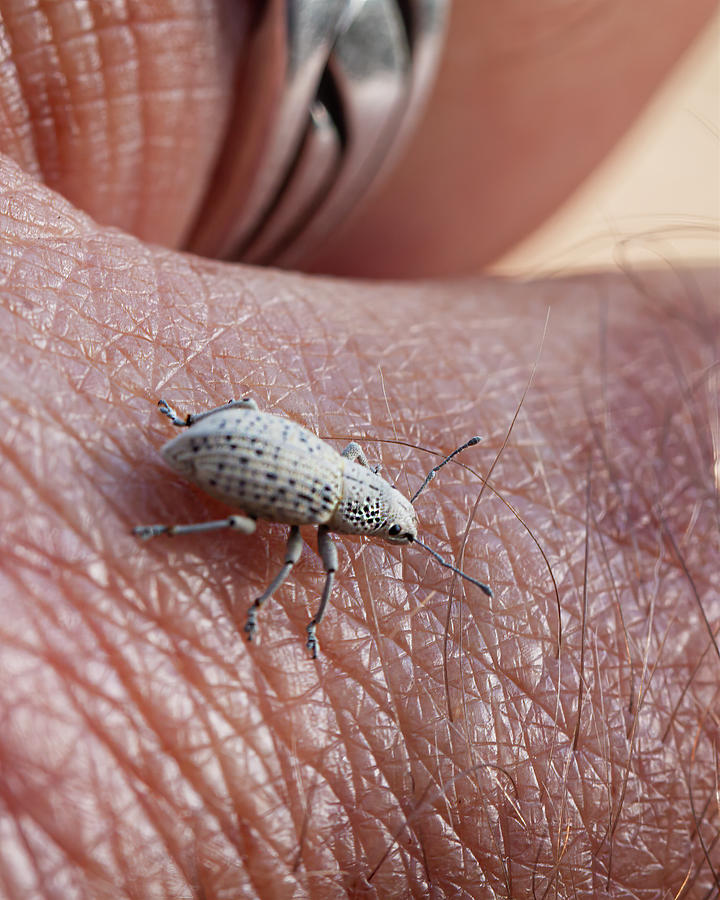 Another Pest - The Little Leaf Notcher - Matty Nativeseed