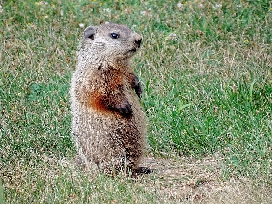 Little Limper the Groundhog Photograph by Susan Sam - Fine Art America