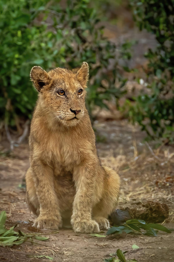 Little Lion Youngster Photograph by MaryJane Sesto