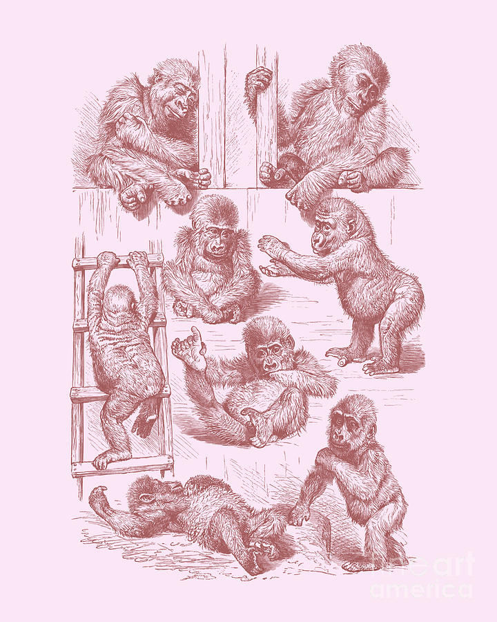 Monkey Digital Art - Little Monkeys by Madame Memento