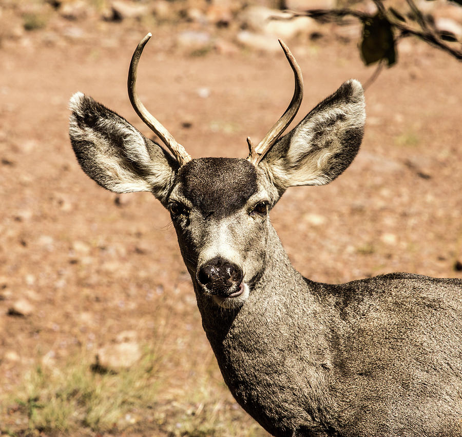 print-or-card-mule-deer-buck-western-animals-note-cards-stationery