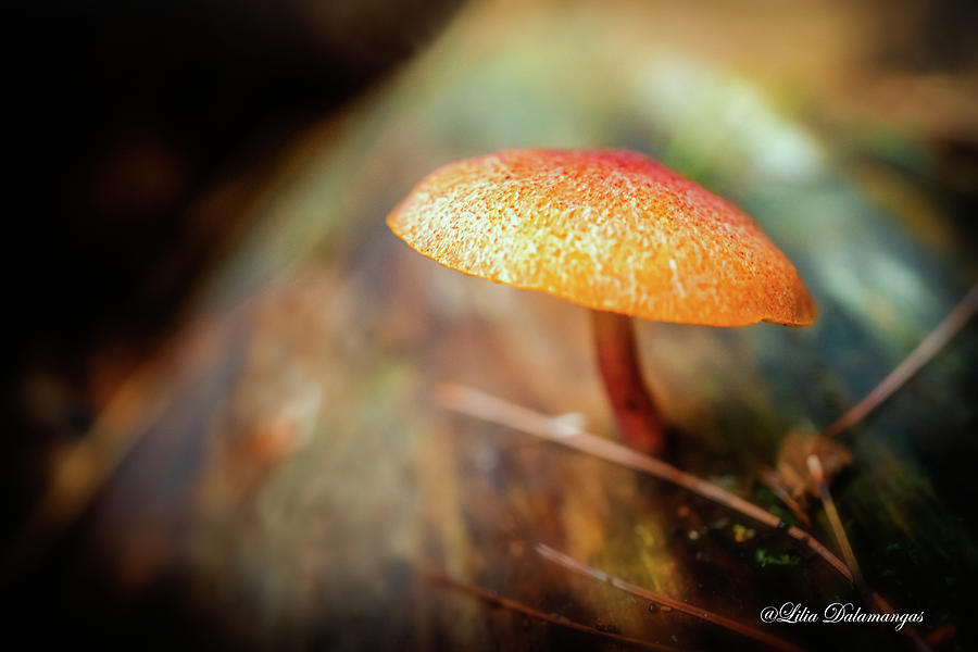 Little Mushroom 3 Photograph by Lilia S