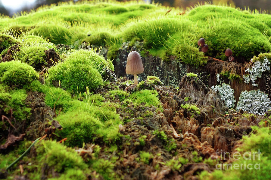 Little Mushroom and Green Moss Photograph by Maria Janicki