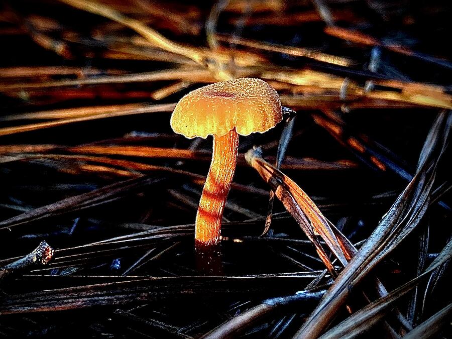 Little Mushroom in the Pine Needles Photograph by Brandon Strellis Little Mushroom in the Pine Needles Photograph by Brandon Strellis