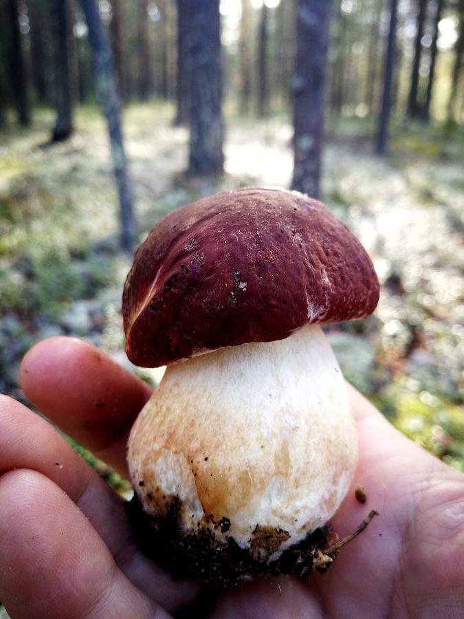 little mushroom, leccinum, aspen, in the Swedish forest Photograph