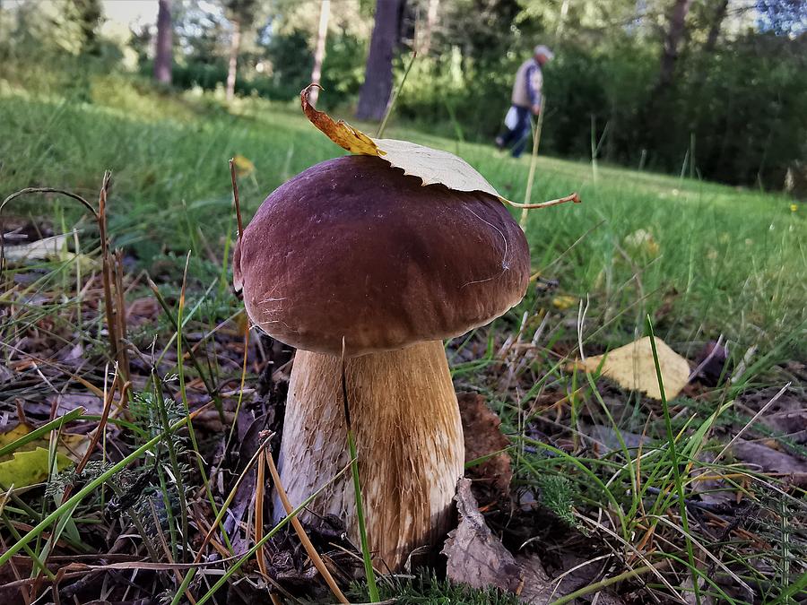 little mushroom, leccinum, in the Swedish forest Photograph