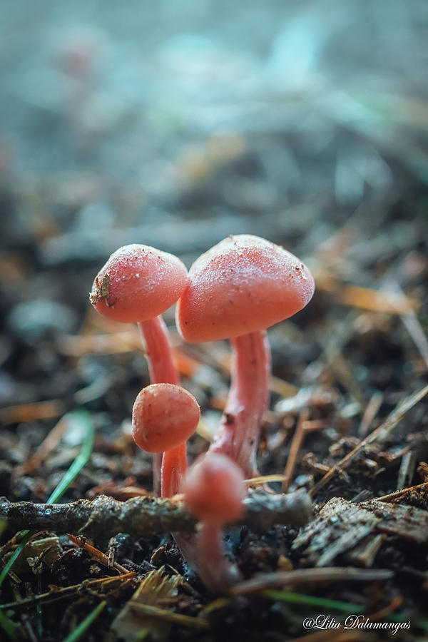 Little mushrooms Photograph by Lilia S