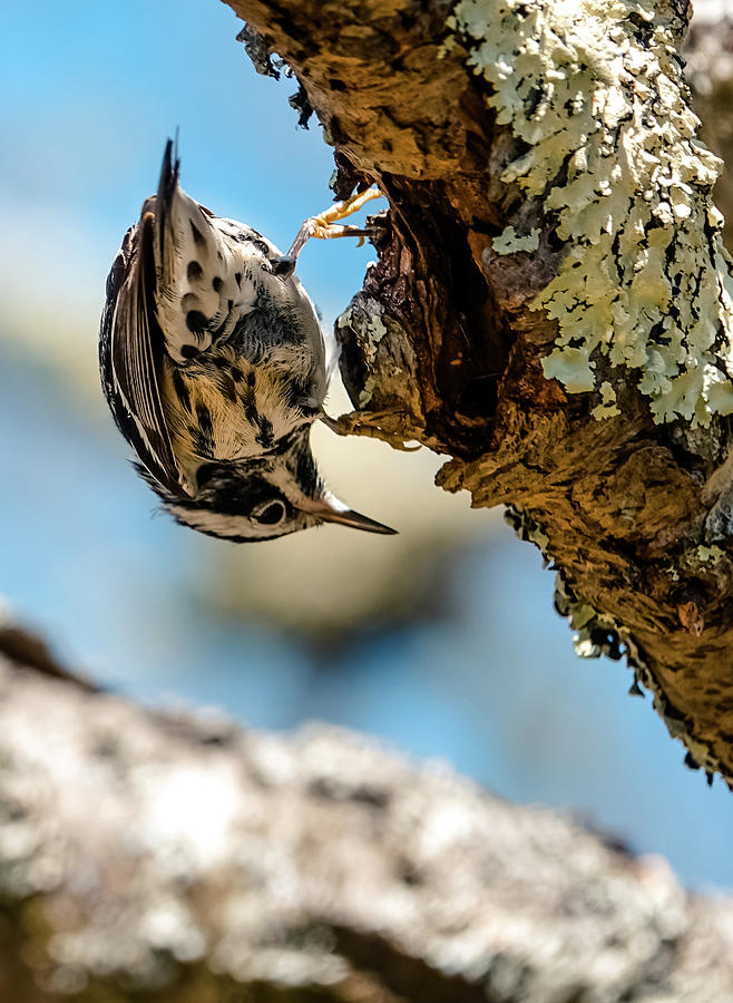 little Nuthatch bird Photograph by Lilia S
