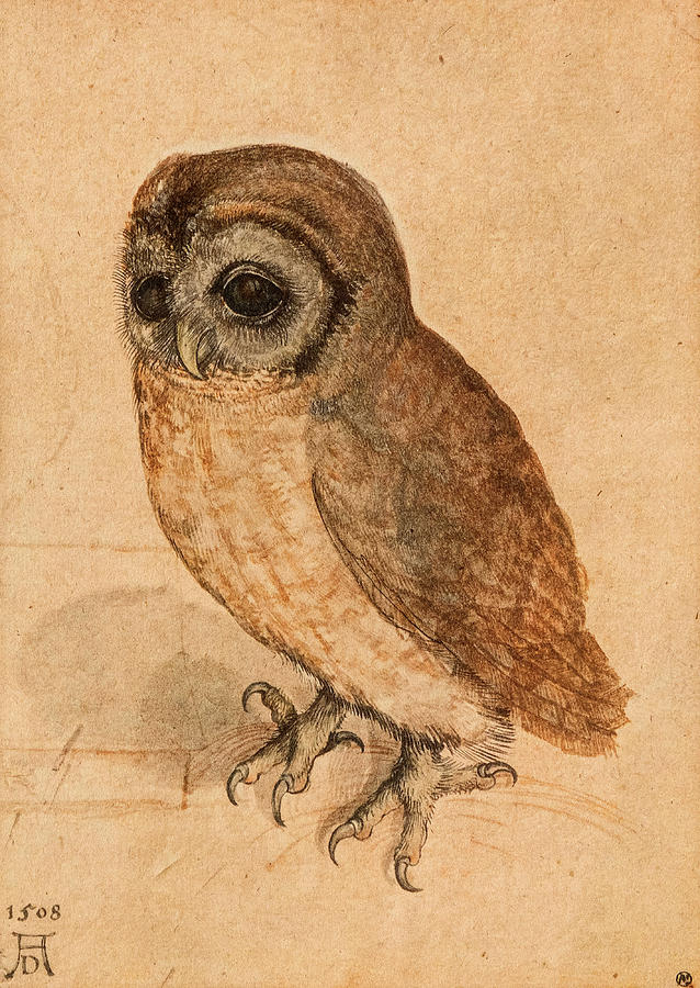 Albrecht Durer Painting - Little Owl, 1508 by Albrecht Durer