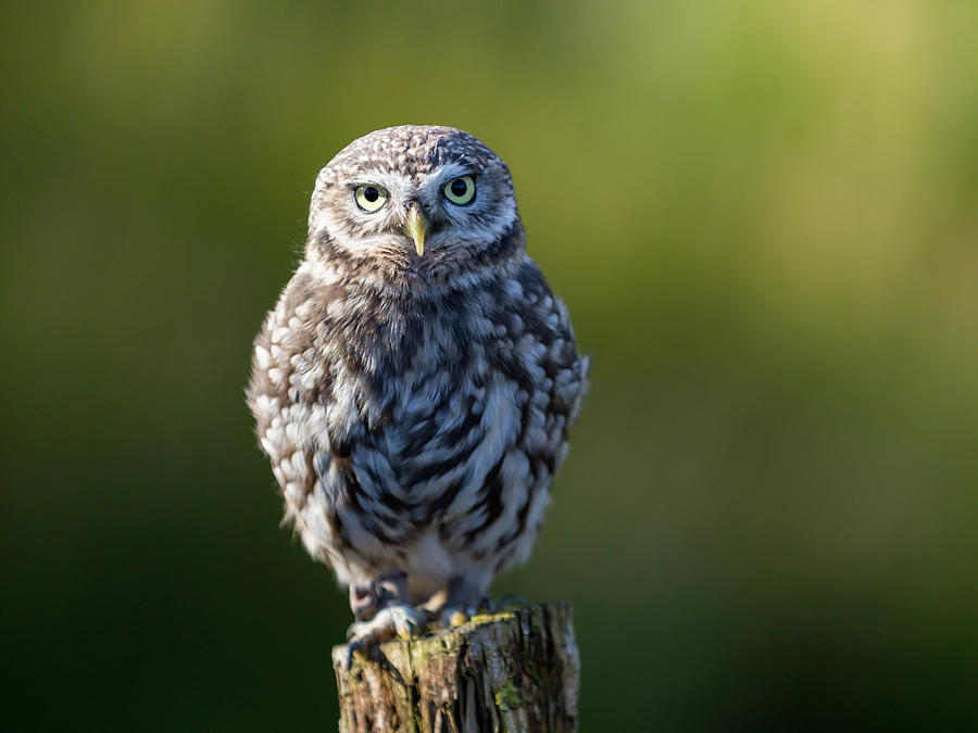 Little Owl Photograph by Anita Nicholson