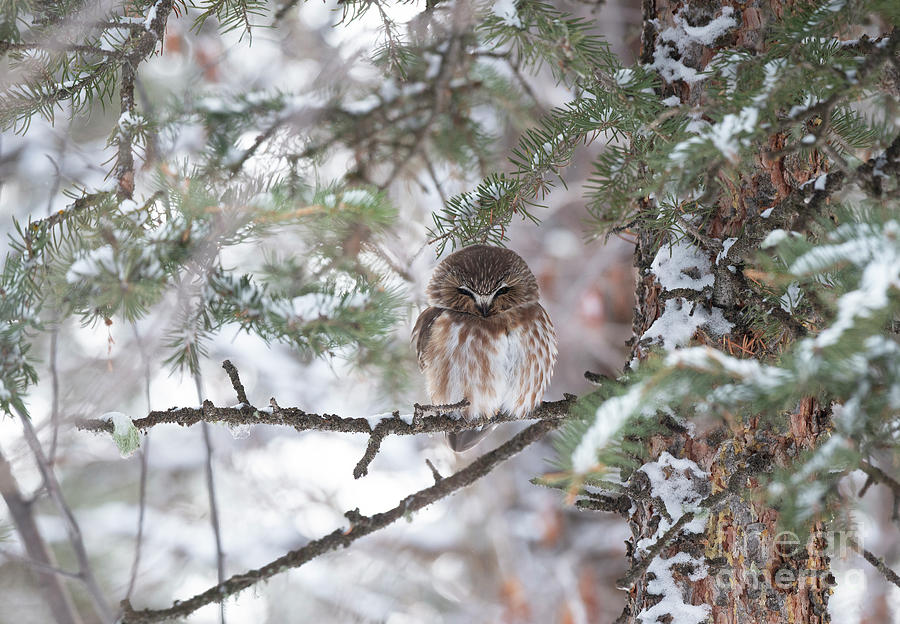 Little Owl Photograph by Deby Dixon
