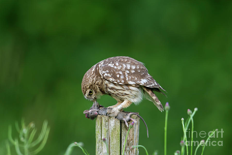Little Owl Eating Mouse Photograph by Arterra Picture Library