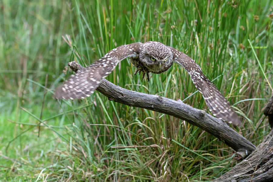 Little Owl in Flight Photograph by Mark Hunter