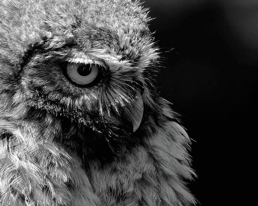 Little Owl In Mono Photograph