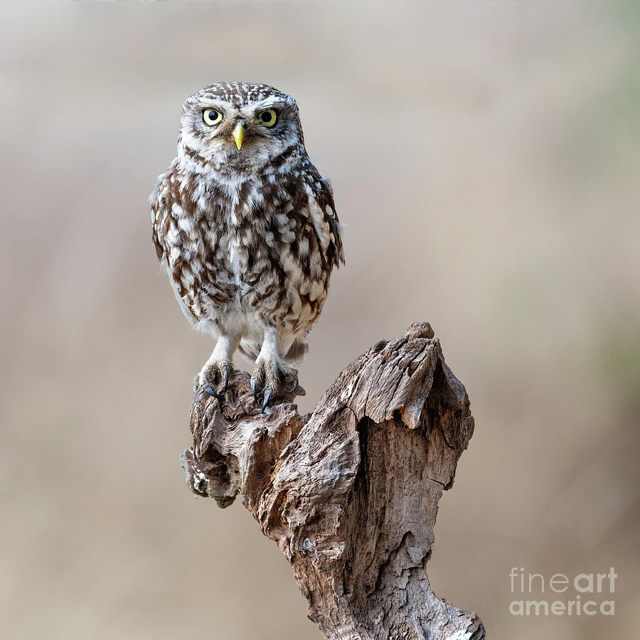 Little Owl Photograph by Janet Burdon