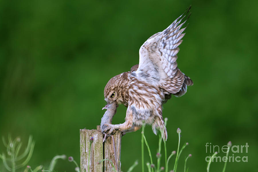 Little Owl Landing With Mouse On Post Photograph
