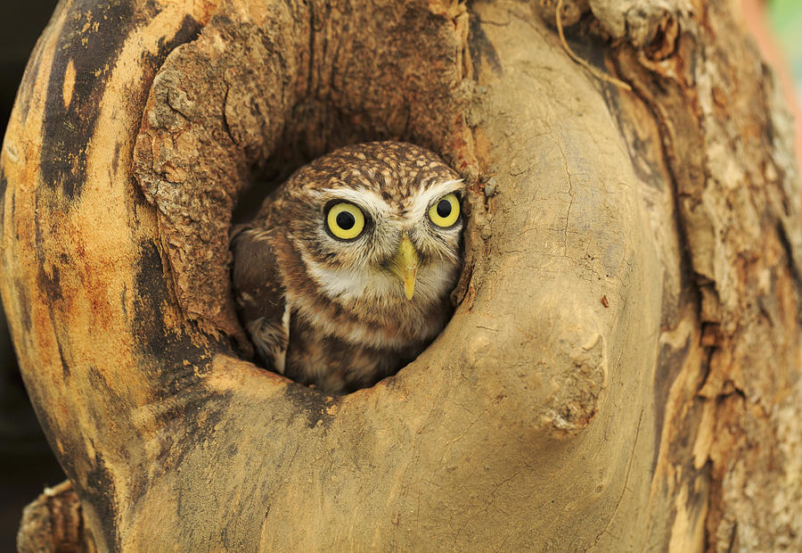 Little owl looking out of a tree Photograph by Louise Heusinkveld