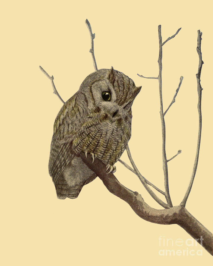 Owl Digital Art - Little Owl by Madame Memento