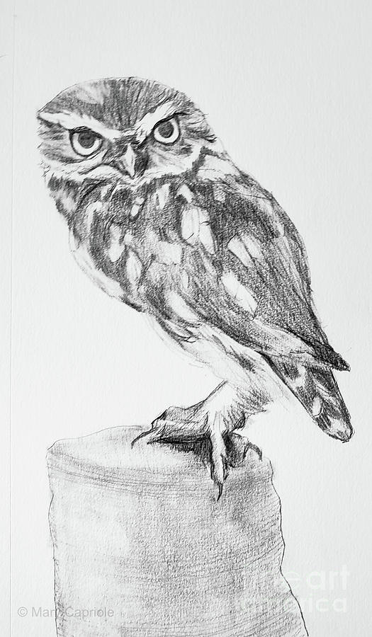 Little Owl Drawing by Mary Capriole
