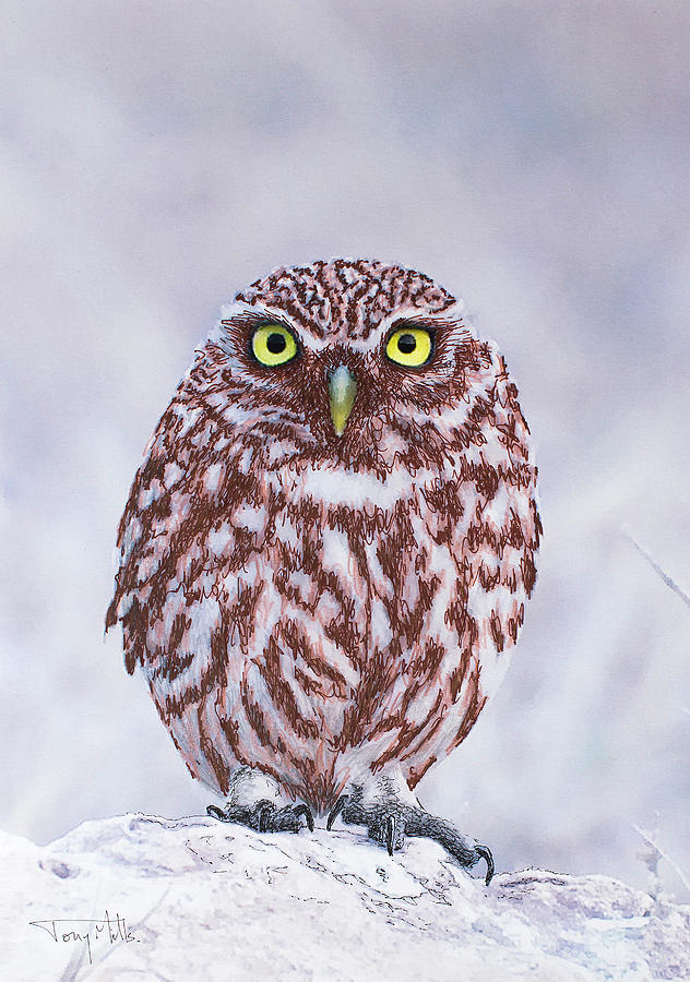 Little Owl, mixed media. Mixed Media by Tony Mills