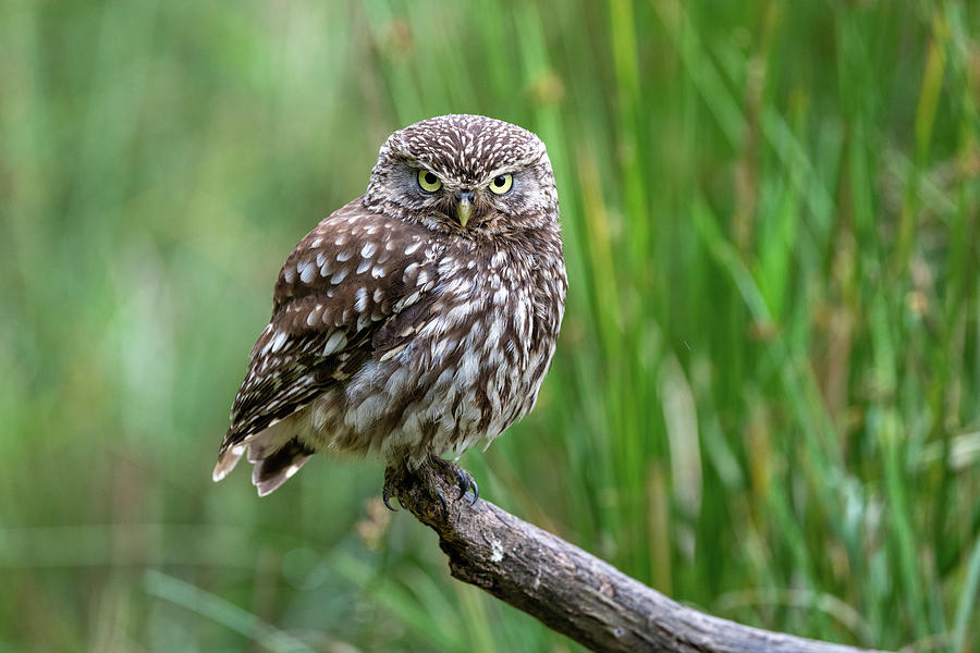 Little Owl on a Branch Photograph by Mark Hunter