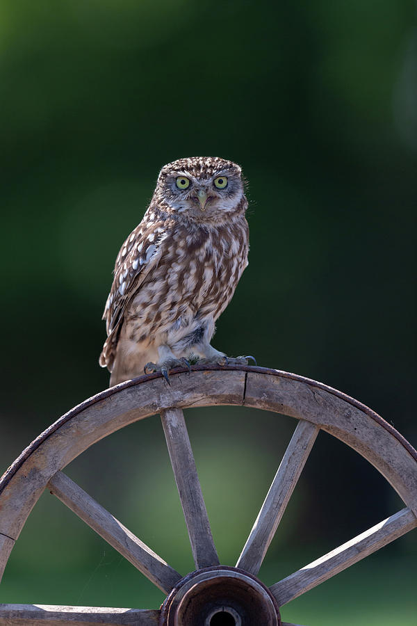 Little Owl On Cart Wheel Photograph by Pete Walkden