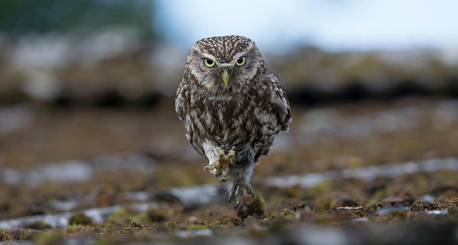 Little Owl On The Run Photograph by Pete Walkden