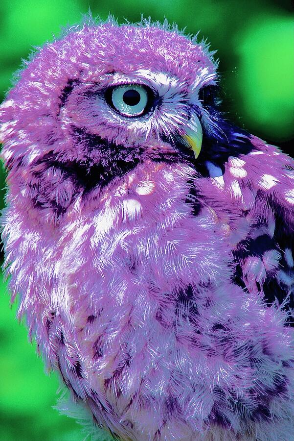 Little Owl Recoloured Photograph by Neil R Finlay - Fine Art America