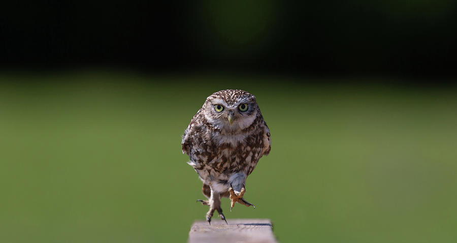 Little Owl Running Along A Beam Photograph by Pete Walkden