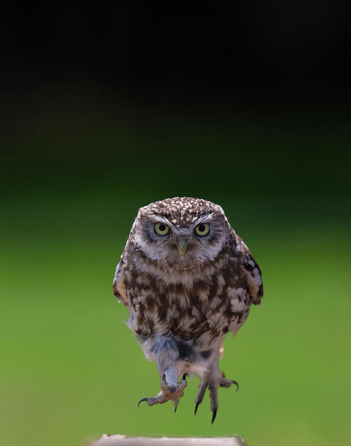 Little Owl Running Down A Beam Photograph by Pete Walkden