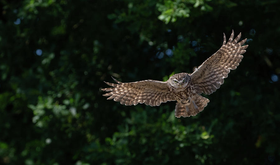 Little Owl Swooping Down Photograph by Pete Walkden