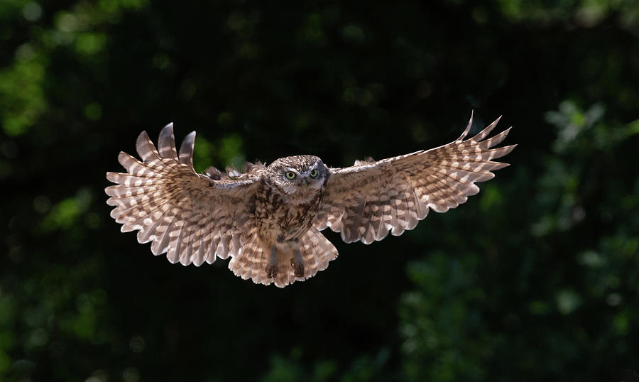 Little Owl Swoops Photograph by Pete Walkden