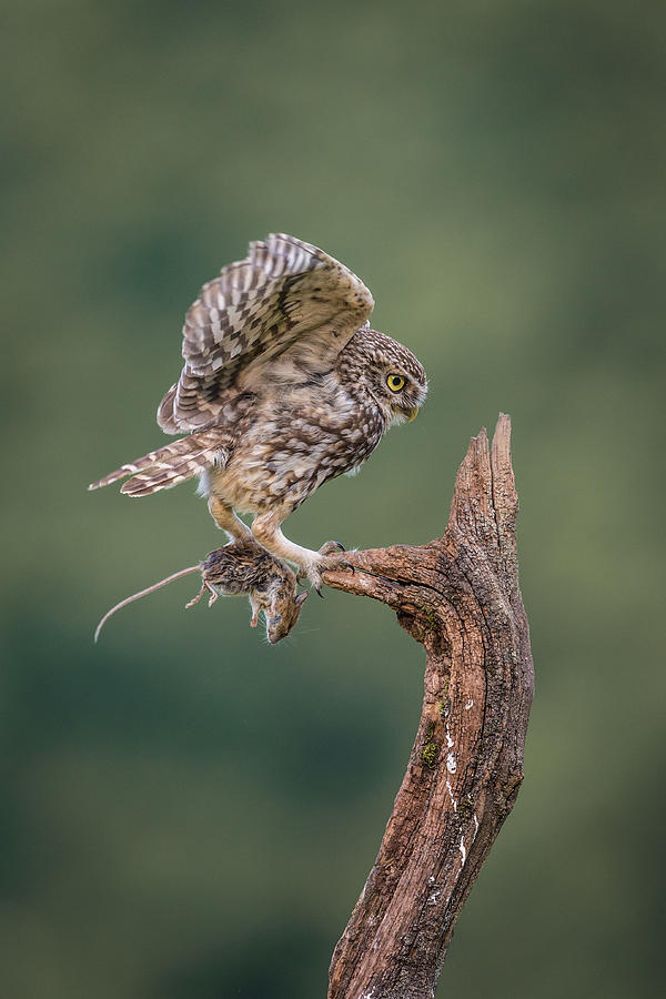 Little owl with long-tailed field mouse Photograph by Peter Orr Photography