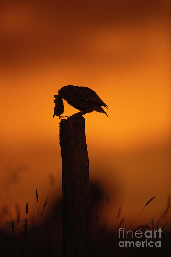 Little Owl with Mouse at Sunset Photograph by Arterra Picture Library