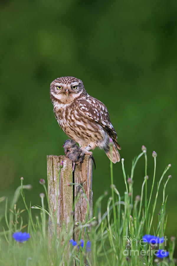 Little Owl with Mouse on Fence Post Photograph by Arterra Picture Library