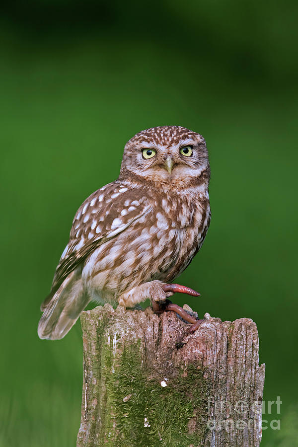 Little Owl with Worm Photograph by Arterra Picture Library