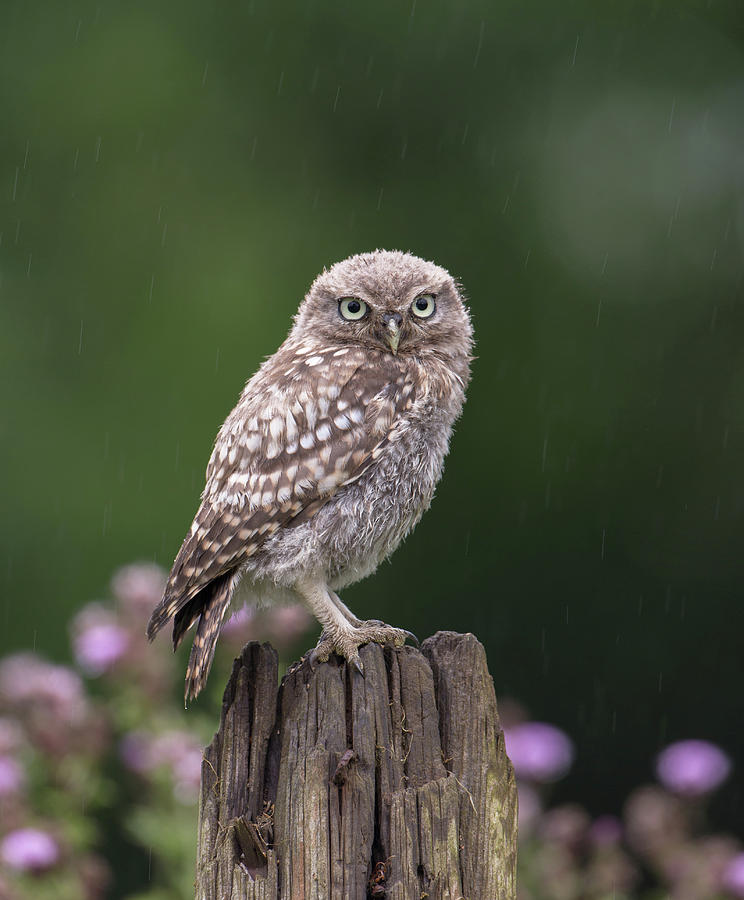 Little Owlet In The Rain Photograph by Pete Walkden