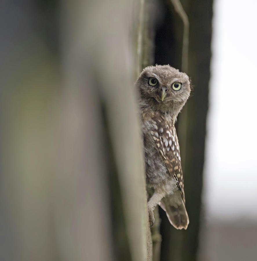 Little Owlet Looking Out Of Barn Photograph by Pete Walkden