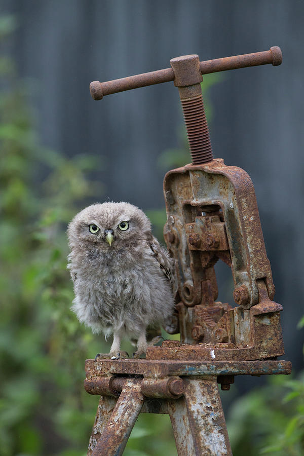 Little Owlet On Pipe Bender Base Photograph by Pete Walkden