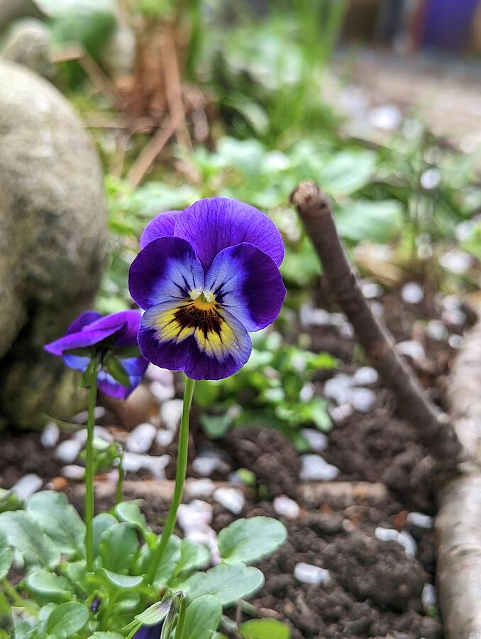 Little Pansy Photograph by Call Me Abbie - Abbie Shores Little Pansy Photograph by Call Me Abbie - Abbie Shores