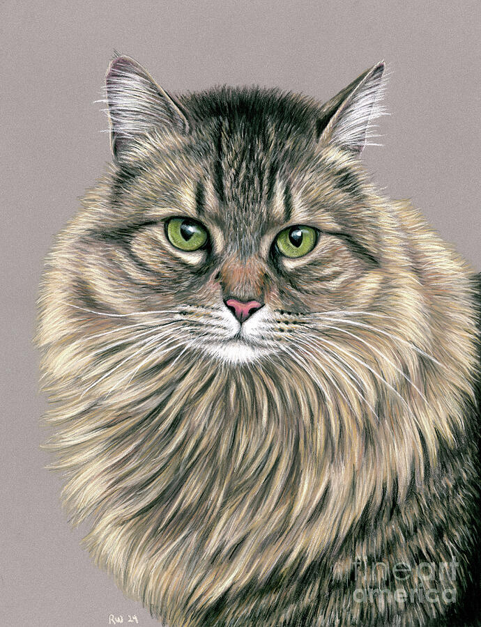 Little Paul - Brown Tabby Cat Drawing by Rebecca Wang