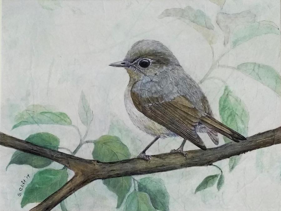 Little Pied Flycatcher Mixed Media by Sandy Clift