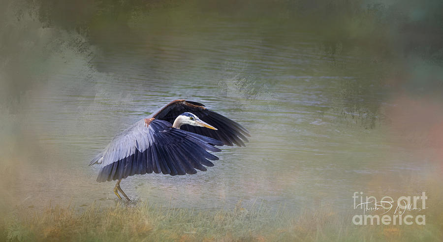 Little Pigeon River Blue Heron Photograph by Theresa D Williams
