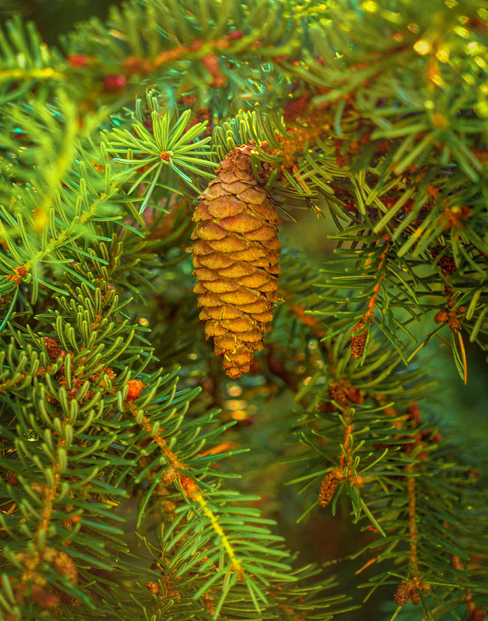 Little Pine Cone Photograph by Lindsay Thomson
