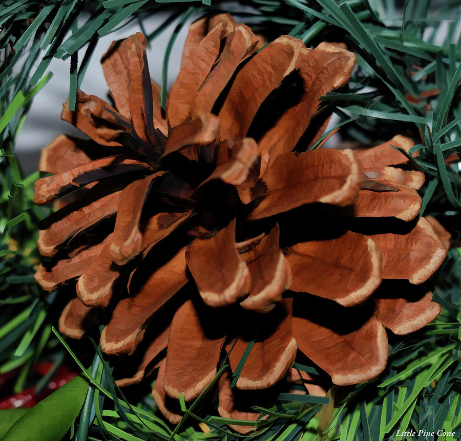 Little Pine cone Photograph by Roberta Byram