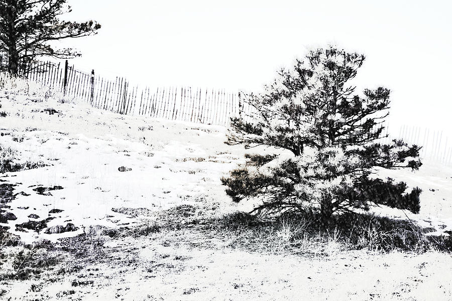 Little Pine on the Snow Hill Digital Art by Gaby Ethington