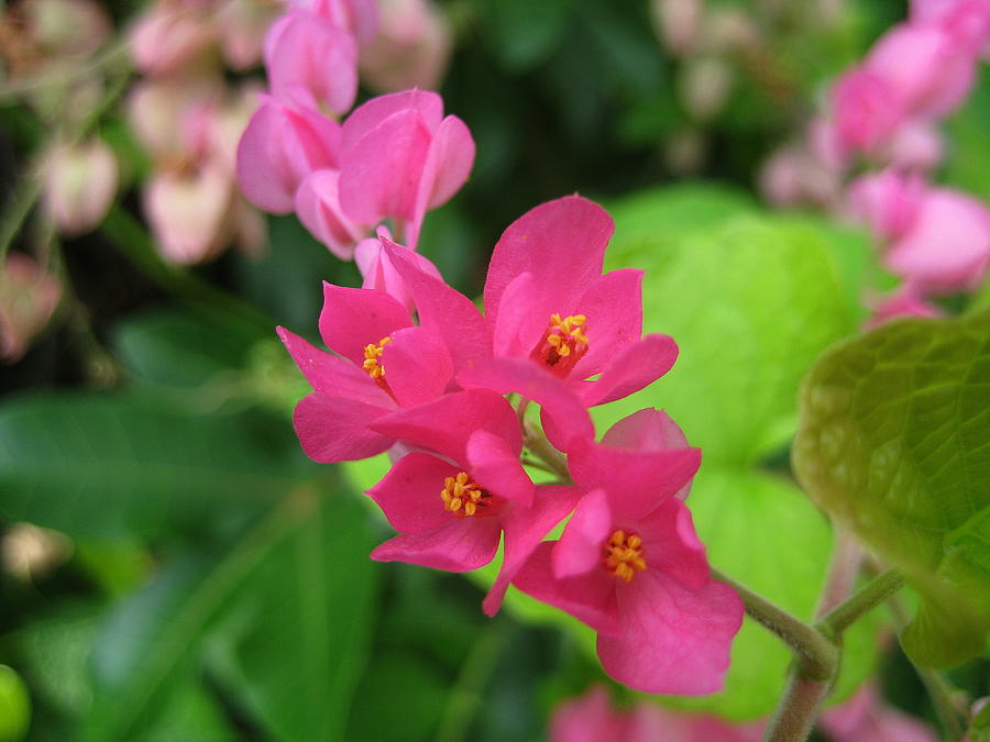 Little pink flowers Photograph by Jindra Noewi