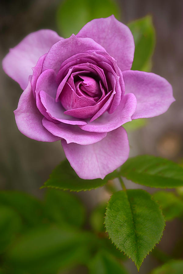 Little Pink Rose Photograph by Robert Fawcett