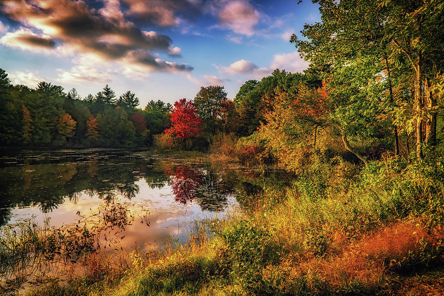 Little pond autumn colors Photograph by Lilia S