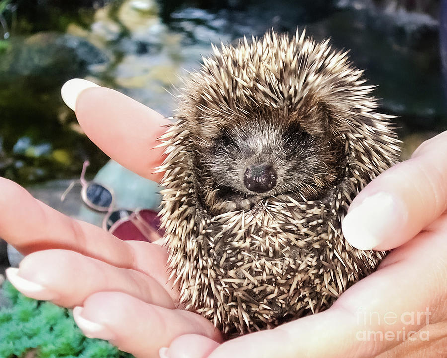Little prickly ball Photograph by Lyl Dil Creations